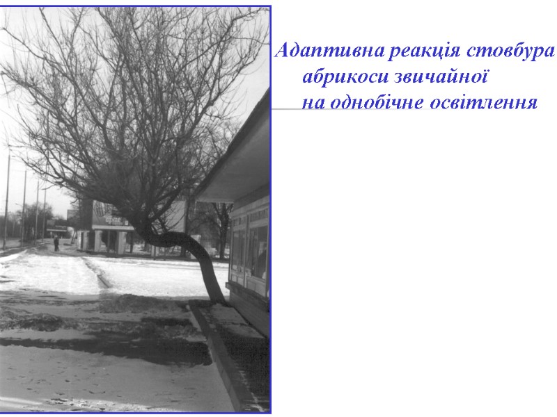 Адаптивна реакція стовбура      абрикоси звичайної    